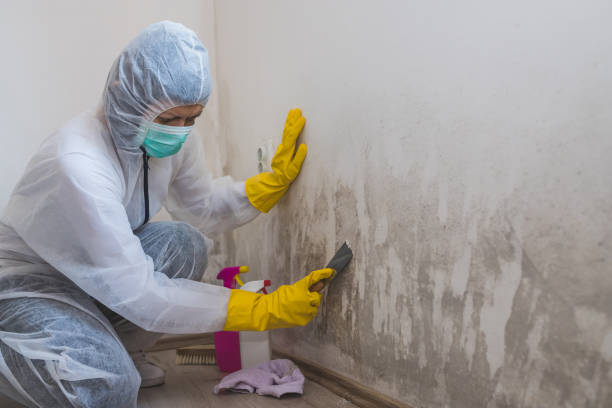 Best White Mold Remediation in Lincoln City, OR