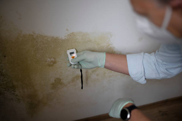 Best DIY Mold Remediation Support Services in Lincoln City, OR